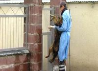  როგორც ცხოველთა დაცვის ფედერაცია აცხადებს - ქუთაისში მაწანწალა ძაღლების დახოცვა იგეგმება