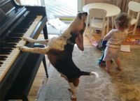 ძაღლი პიანინოზე უკრავს, ხოლო პატარა გოგონა ცეკვავს (ყველაზე საყვარელი ვიდეო)