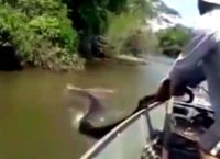ვიდეომ, სადაც ბრაზილიელი მეთევზეები უზარმაზარ ანაკონდას მისდევენ, სოციალური ქსელის მომხმარებლები შოკში ჩააგდო (+ვიდეო)