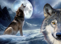 რატომ ყმუიან მგლები მთვარის შუქზე?