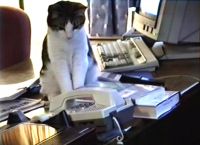 კუდიანი მდივანი: კატა ოფისში ტელეფონის ზარებს პასუხობს (+ვიდეო)