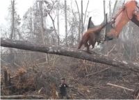 ინდონეზიაში გაბრაზებული ორანგუტანგი ცდილობს ხის მჭრელებისგან ტყე დაიცვას (ემოციური ვიდეო)