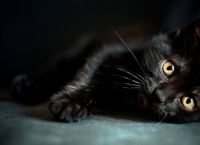 შავი შეფერილობის კატები