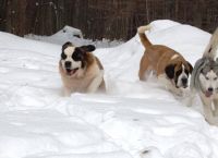 ძაღლის 6 ჯიში, რომლებსაც თოვლი განსაკუთრებით უყვართ