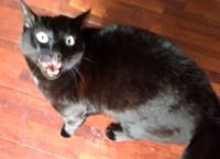 როგორია კატის რეაქცია, რომელმაც აღმოაჩინა, რომ პატრონი სხვა კატას მოეფერა (+ვიდეო)