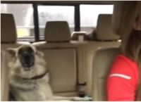 როდესაც შენს ძაღლს ხარისხიანი მუსიკა მოსწონს (+ვიდეო)