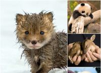 პატარა ცხოველები, რომლებიც სამყაროს ეცნობიან (30 ფოტო)