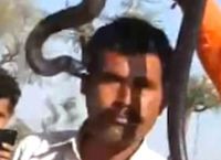ინდოეთში კობრამ ტურისტი მასთან ერთად სელფის გადაღების დროს სასიკვდილოდ დაკბინა