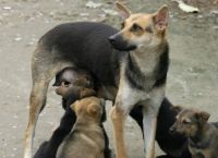 თბილისში 43 ათასი მიუსაფარი ძაღლია, ცხოველების გამრავლების კონტროლის მიზნით კანონში შესაძლოა, ცვლილებები შევიდეს